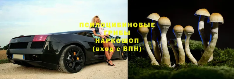 Галлюциногенные грибы MAGIC MUSHROOMS  блэк спрут ссылка  Избербаш 